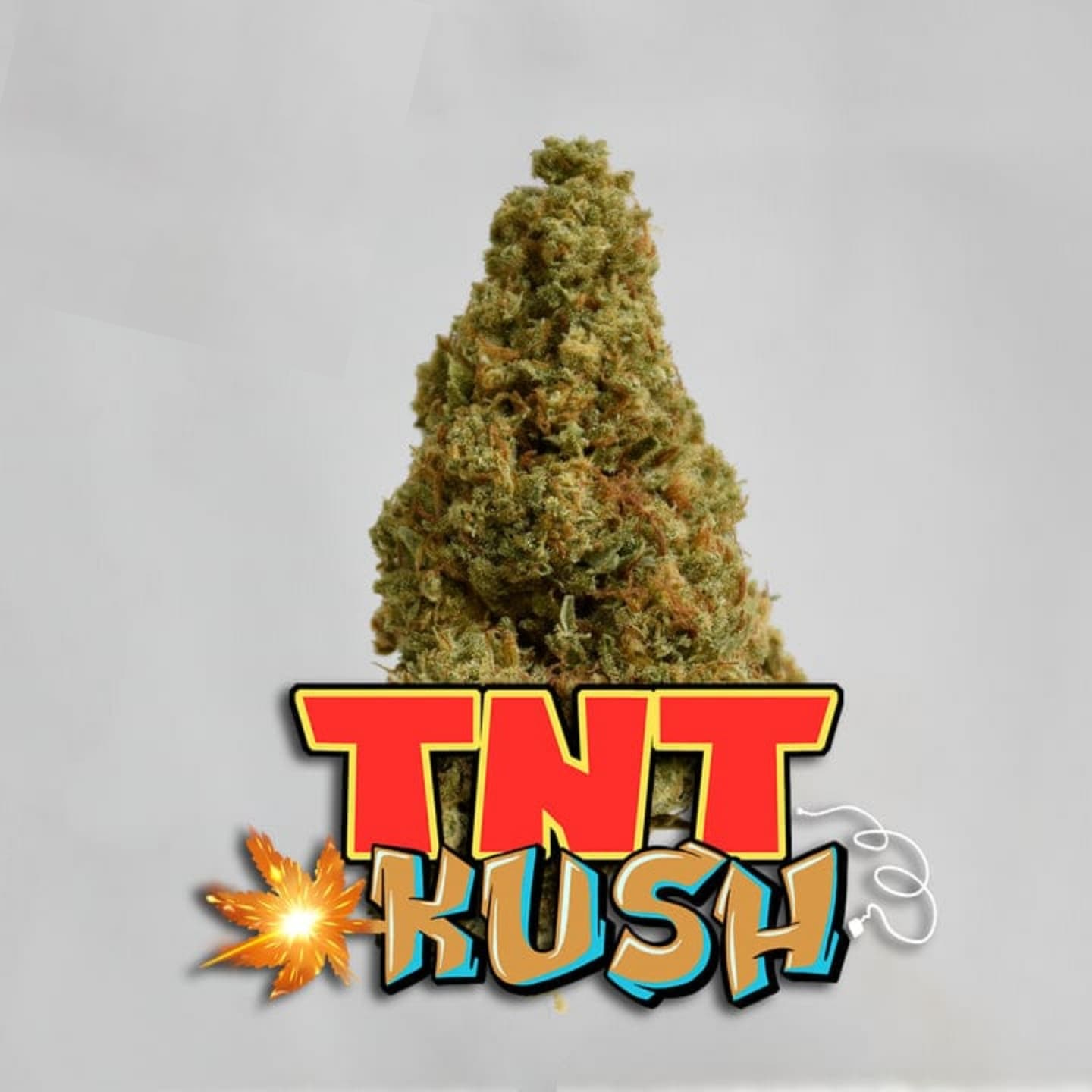 Cogollos de CBD Blueberry Kush Pop Corn de The Green Muse, con fragancia intensa y envolvente.