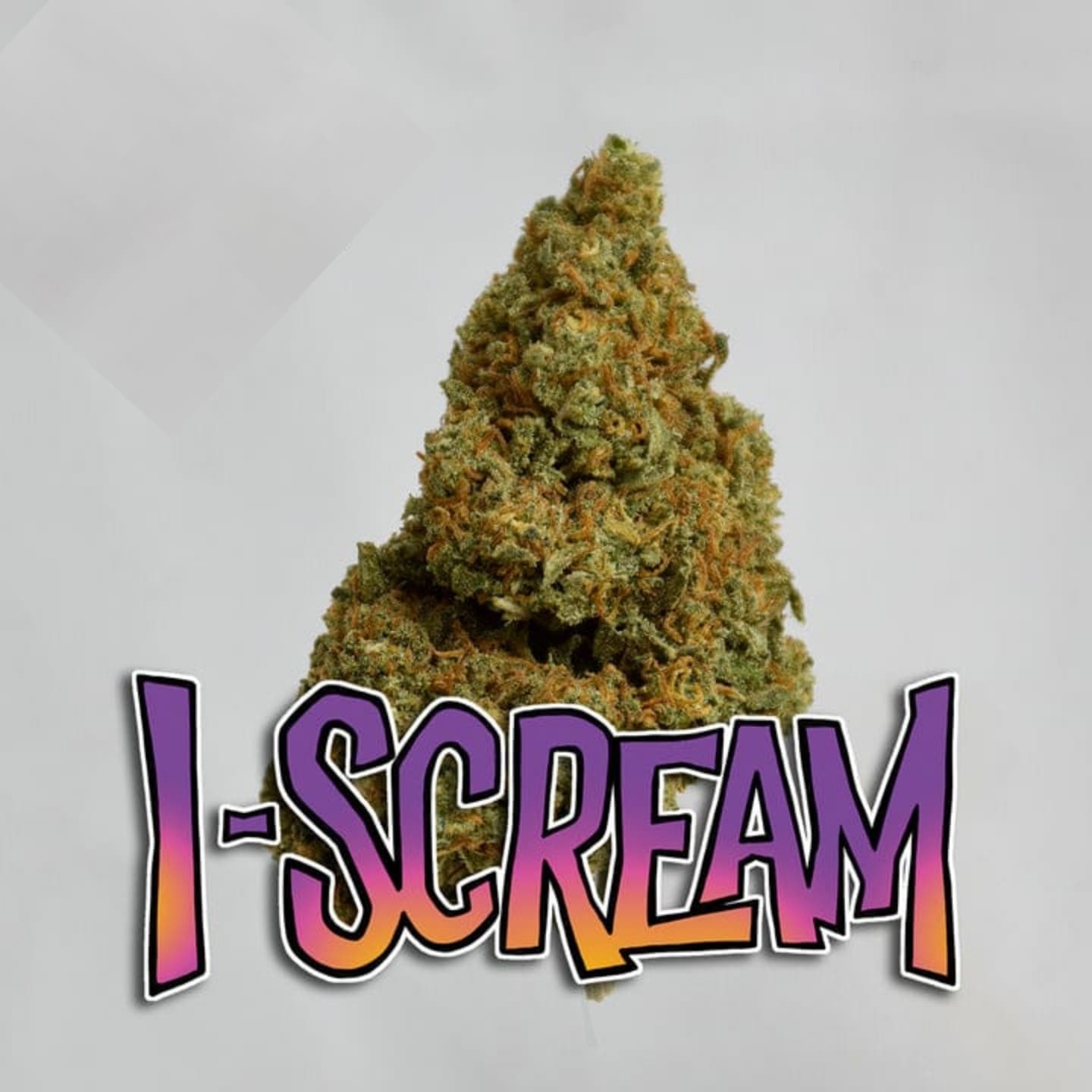 Pequeñas flores de cáñamo, variedad de cogollos con un alto contenido de CBD de The Green Muse.