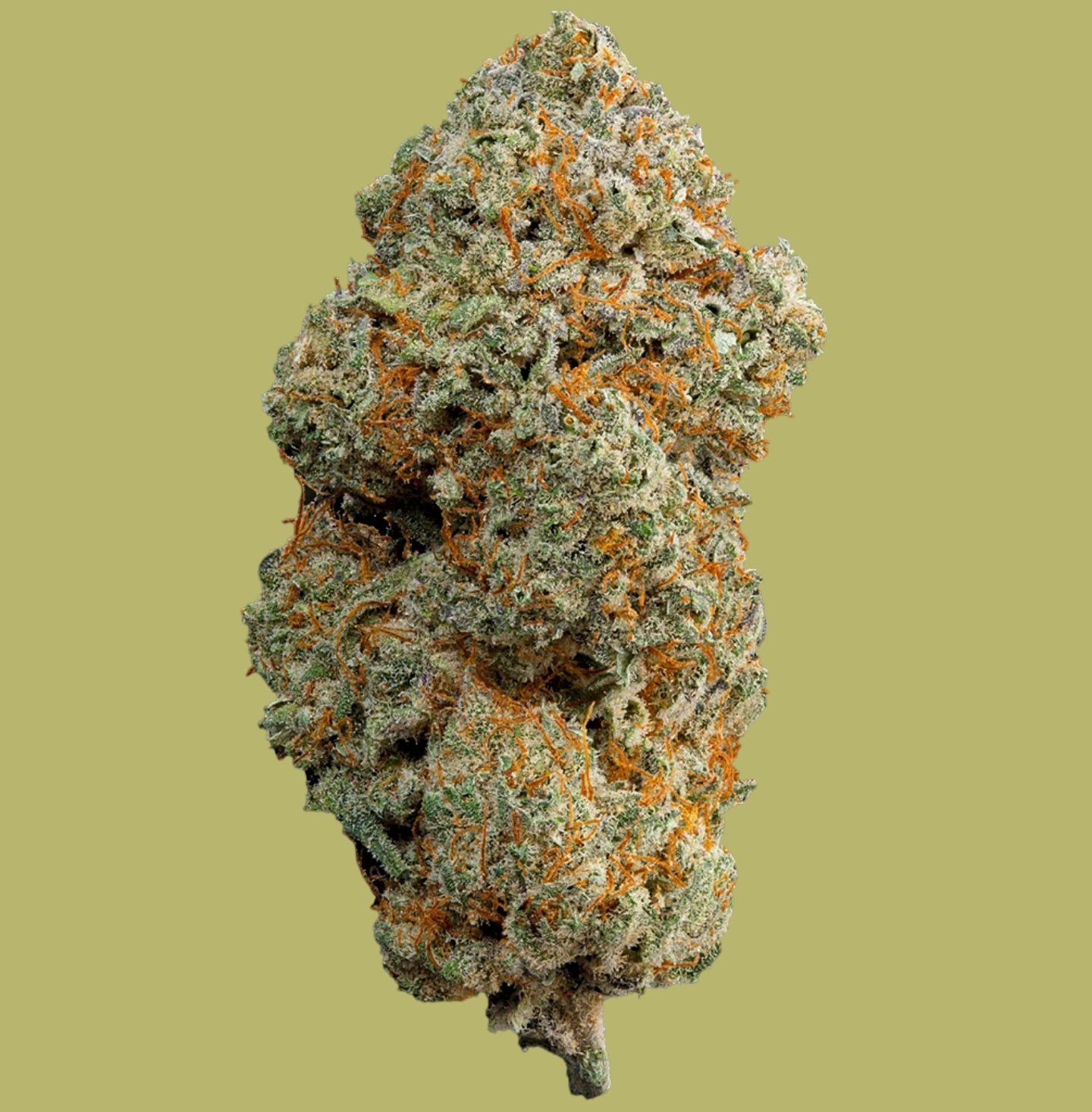 CALI CHEESE GREENHOSE THE GREN MUSE CBD 