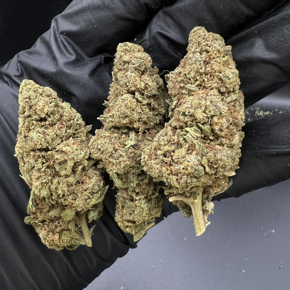 Super Lemon Haze 8% CBD | The Green Muse CBD 🌿