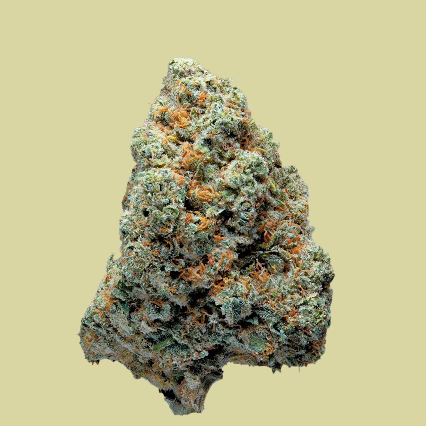 Foto de una muestra de flores de cannabis. Cogollos de CBD que se pueden comprar en The Green Muse. 