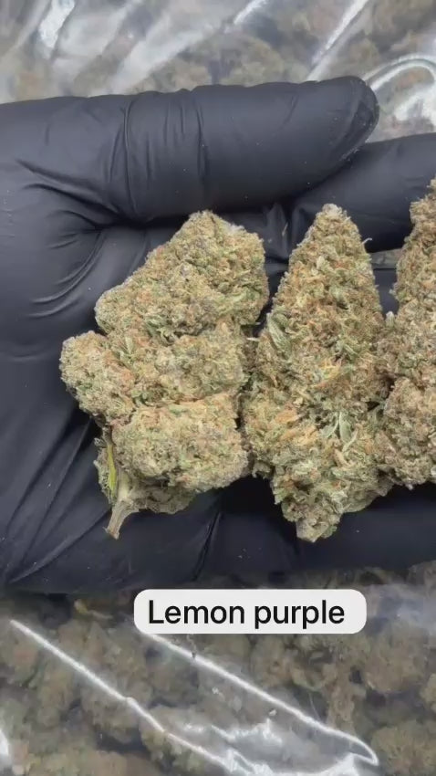 FLORES CBD LEMON PURPLE THE GREEN MUSE CBD 
