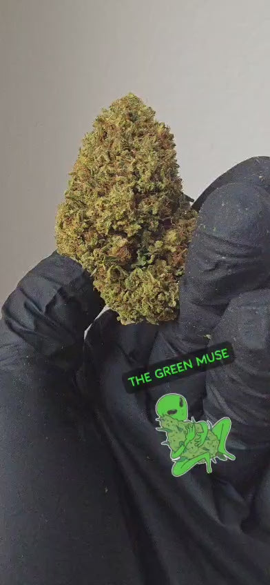 Super Lemon Haze 8% CBD | The Green Muse CBD 🌿